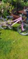 Picture of Hotrock Specialized Girls Bike